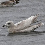 2nd winter Kumlien's Gull and Iceland Gull
