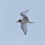 fledgling Arctic Tern