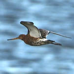 adult Black-tailed Godwit, South Uist