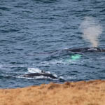 Humpback Whales, Tiumpan Head