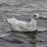 Kumlien's Gull, South Uist