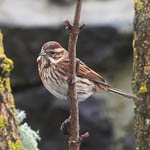 female Reed Bunting