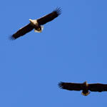 male and female White-tailed Eagle