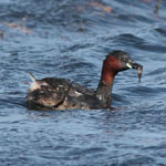 Little Grebe