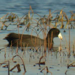 American Coot