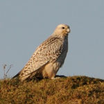 Gyrfalcon