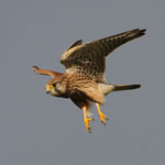 Kestrel