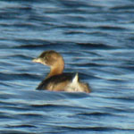Pied-billed Grebe