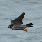 Peregrine