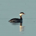 Slavonian Grebe