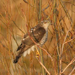 Sparrowhawk