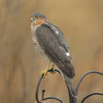Sparrowhawk