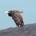 White-tailed Eagle