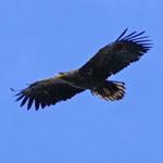 White-taled Eagle