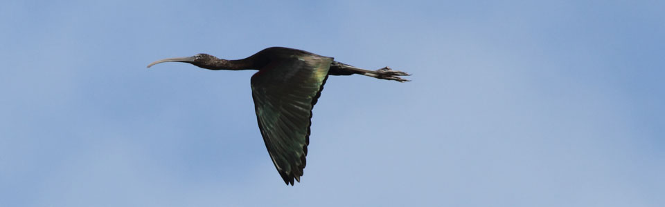 Glossy Ibis