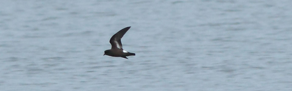 Storm Petrel