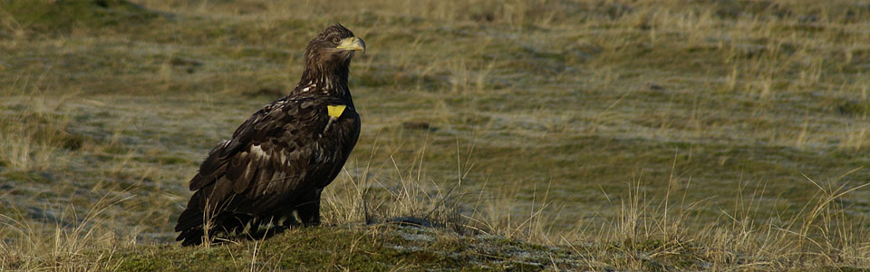 White-tailed Eagle