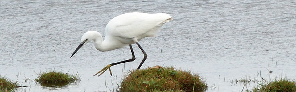 Little Egret