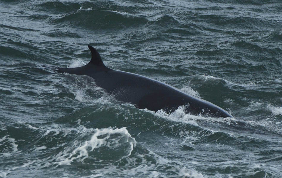 Minke Whale