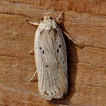 Agonopterix yeatiana, Outer Hebrides