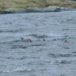 2 American Wigeons North Uist