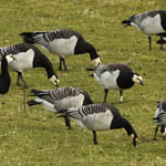 Barnacle Geese, North Uist