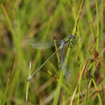 Emerald Damselfly, Outer Hebrides