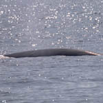 Fin Whale, Tiumpan Head