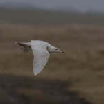 Glaucous Gull, North Uist