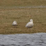 Glaucous and Iceland Gull