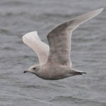 juvenile Iceland Gull in flight