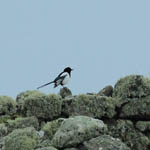 Magpie, South Uist