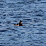 Ring-necked Duck, Lewis