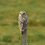 Short-eared Owl, Outer Hebrides