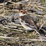 Snow Bunting, Uist