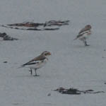 Snow Buntings, South Uist