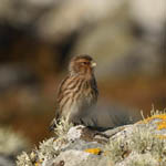 Twite, Outer Hebrides